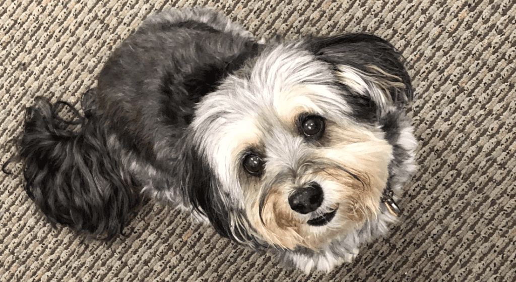 dog with round face and black and white fur