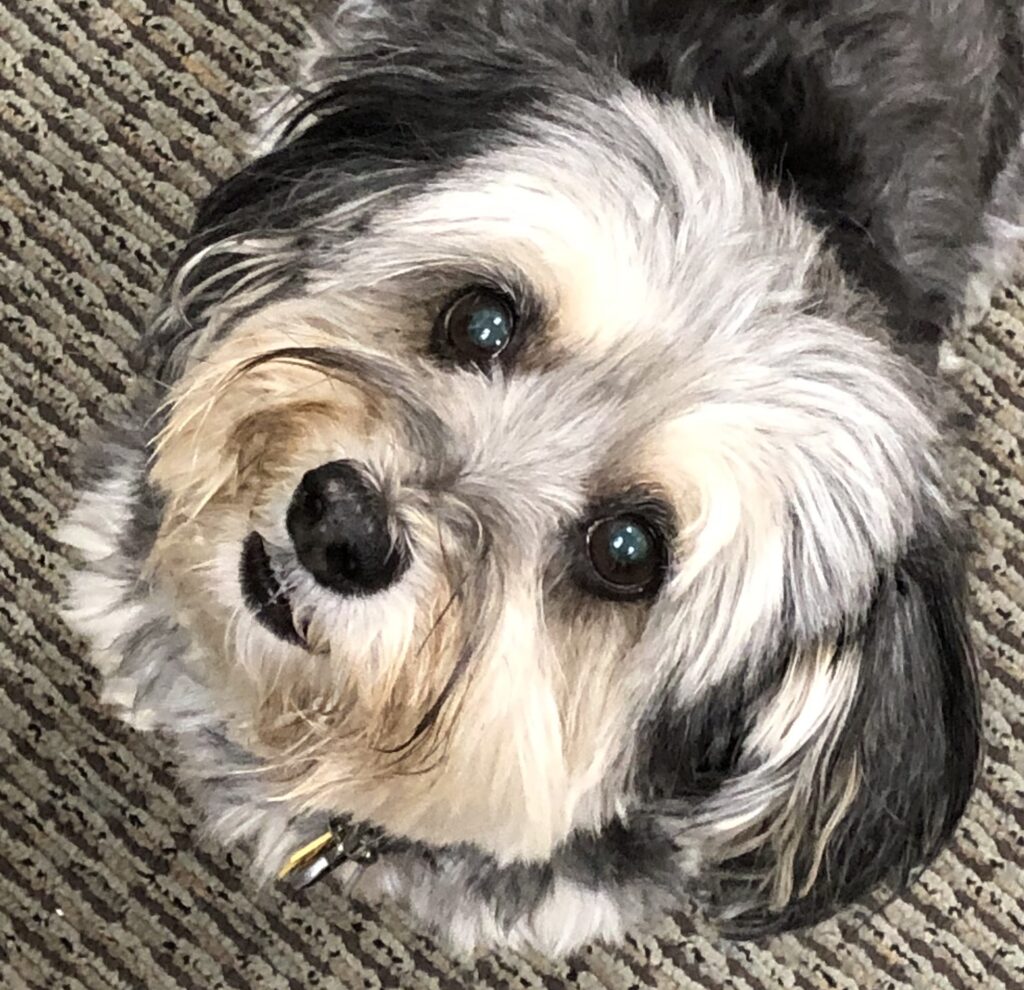 close up of a dog's face